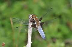 Libellula depressa